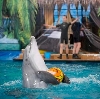 Дельфинарии, океанариумы в Ростове